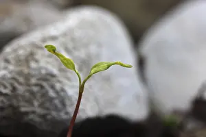 Deserted Daytime Plant Life Drucke: Sapling, shoot