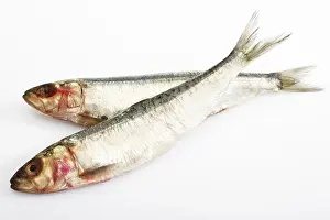 Drucke von Sardinen, Sprotten Sardine Drucke: Sardinen, Sprotten