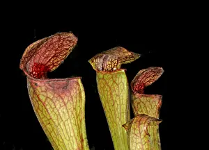 Detailed Plant Photos Drucke: Sarracenia