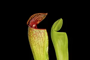 Multi Colored Vegetation Drucke: Sarracenia