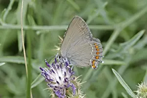 Satyrium Esculi Drucke: Satyrium esculi