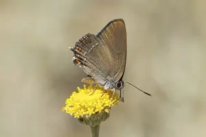Drucke von Satyrium esculi, Südlicher Eichen-Zipfelfalter - Satyrium esculi, bekannt als der Falsche Ilex-Schillerfalter Satyrium esculi, Südlicher Eichen-Zipfelfalter - Satyrium esculi Ilex Drucke: Satyrium esculi, Südlicher Eichen-Zipfelfalter - Satyrium esculi