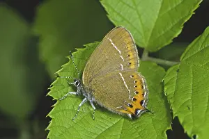 Drucke von Ein Paar Plum-Tip-Schmetterlinge (Satyrium pruni, Strymonidia pruni) in natürlicher Umgebung Graubrusthaarsträhne Drucke: Satyrium pruni, Strymonidia pruni, Blaßgrüne Schwalbenschwanz-Tagfalter