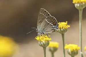 Uninhabited Wildlife Scenes Drucke: Satyrium spini, Schlehenzipfelfalter