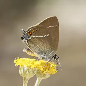 Flying Insect Wildlife Drucke: Satyrium spini, Schlehenzipfelfalter