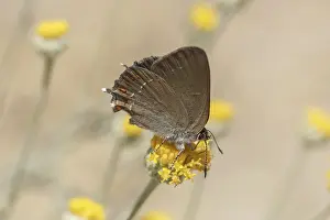 Gossamer Winged Butterfly Drucke: Satyrium spini, Schlehenzipfelfalter