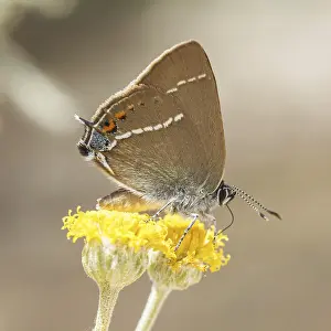 Flying Insect Wildlife Drucke: Satyrium spini, Schlehenzipfelfalter