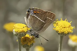 Natural Habitat Wildlife Drucke: Satyrium spini, Schlehenzipfelfalter