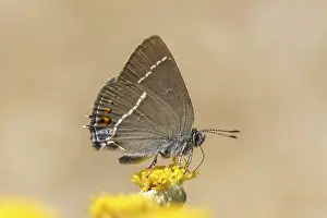 Pterygote Insect Pictures Drucke: Satyrium spini, Schlehenzipfelfalter