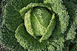 Savoy Cabbage Drucke: Savoy cabbage