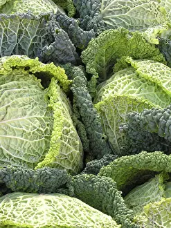 Biological Cultivation Methods Drucke: Savoy cabbage