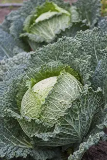 Savoy Cabbage Drucke: Savoy cabbage (Viridia)