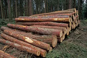 Deserted Woods Drucke: Sawed tree trunks, coniferous forest