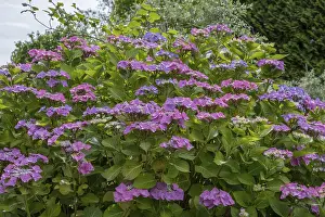 Hydrangea Serrata Drucke: Sawn hydrangea (Hydrangea serrata)