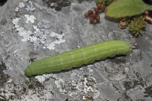 Butterfly Larva Stages Drucke: (Scabiosa) hawk moth