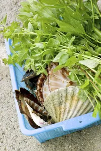 Leafy Greens Vegetables Drucke: Scallops - scallop shells