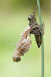 Uninhabited Natural Environments Drucke: scarce chaser