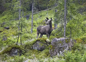 Autumnal Nature Scene Drucke: A scared elk