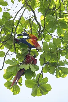 Scarlet Macaw Drucke: Two Scarlet Macaws (Ara macao) are in a leaf canopy
