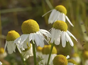Asteraceae Plant Drucke: Scentless mayweed
