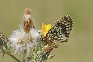 Wildlife Photography Desert Scene Drucke: Scheckefalter