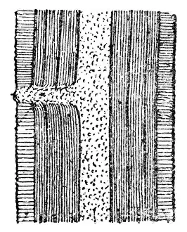 Vintage Illustration Drucke: Schematic longitudinal section showing a dormant bud