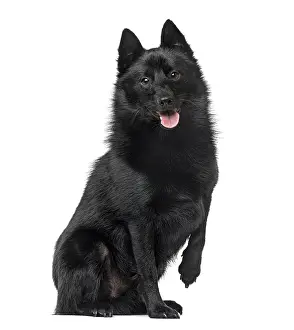 Isolated White Background Animal Drucke: Schipperke sitting and panting