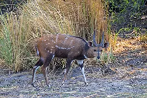 Deserted African Landscapes Drucke: Schirrantilope or Bushbuck (Tragelaphus scriptus)