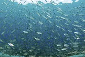Drucke von Ein Schwarm blauer Läuferbarsche (Caranx crysos) schwimmt in den warmen Gewässern von Playa Grandi auf der karibischen Insel Curaçao Grandis Drucke: Schule von Blauer Läufermakrele (Caranx crysos), Playa Grandi, Curaçao
