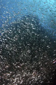 Southeast Asia Underwater Scene Drucke: School of Silver Sweeper, Silver Glassy Sweepe