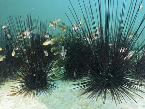 Bilder Datiert 2. August 2024: School small cardinalfish