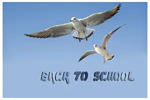 Educational Concept Drucke: Back to school wording as educational concept