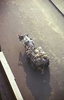 Historic Transportation Methods Drucke: Schraege Draufsicht auf einen Ochsen oder eine Kuh