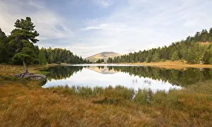 Alpine Landscape Photography Europe Drucke: Schwarzsee with stone pine and reflection