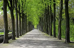 Springtime In The Countryside Drucke: Schwetzingen, in spring, chestnut tree