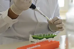 Scientist In Lab Drucke: Scientist using micropipette transfer sample into micro well plate