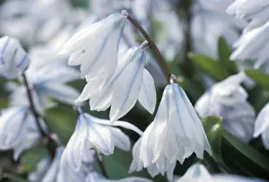 Close Up Nature Shots Drucke: Scilla alba abloom