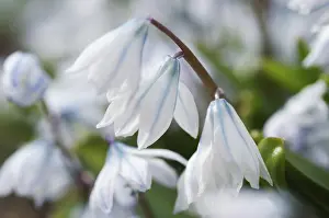 Close Up Flower Macro Drucke: Scilla alba abloom