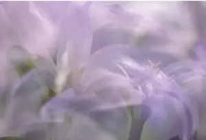 Spring Blossom Detail Drucke: Scilla alba abloom