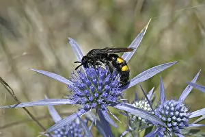 Drucke von Scolia hirta, Dornwespe Hirta Drucke: Scolia hirta, Dornwespe