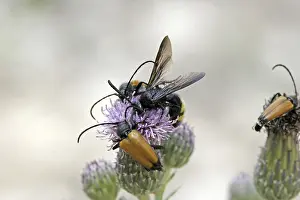 Drucke von Ein seltener Besucher: Die Sichelwespe (Scolia hirta) ist eine der seltensten und gefährlichsten Insekten in Europa Hirta Drucke: Scolia hirta, ein Dornenwespenart