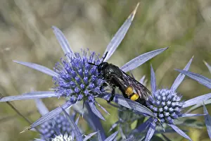 Drucke von Ein seltener Besucher: Der Dornenwespen Scolia hirta, auch bekannt als Dornenwespe Hirta Drucke: Scolia hirta, Stachelwespe