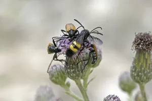 Drucke von Scolia hirta, Dornwespe Hirta Drucke: Scolia hirta, Dornwespe