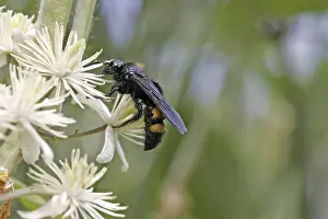 Drucke von Scolia hirta, Dornwespe Hirta Drucke: Scolia hirta, Dornwespe