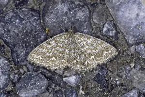 Flying Insects In Nature Drucke: Scopula immorata