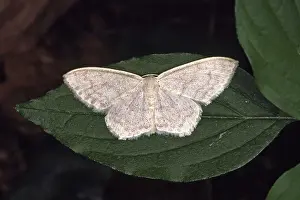 Moth Species Drucke: Scopula lactata