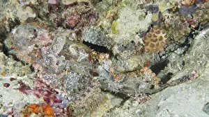 Bilder Datiert 3. August 2024: Scorpionfish print sandy seabed