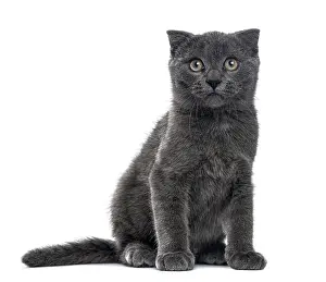 Feliformia Animal Photography Drucke: A Scottish Fold kitten sitting