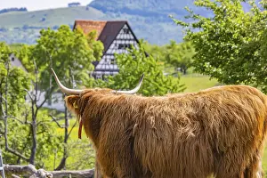 Hochlandkuh Drucke: Schottische Hochlandrinder im Beuren Freilichtmuseum.