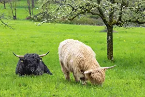 Uninhabited German Fortress Drucke: Scottish Highland cattle in spring